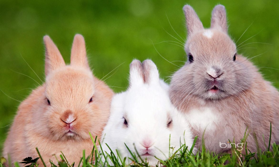 El lenguaje de los conejos