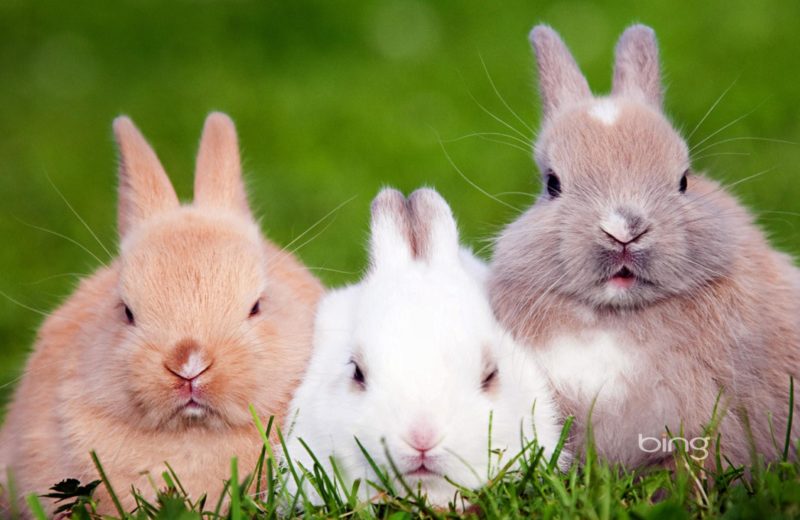 El lenguaje de los conejos