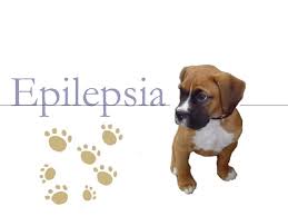 ¿Qué es la epilepsia canina?