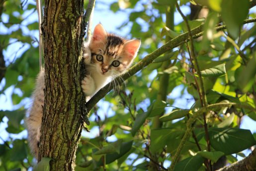Gato en árbol