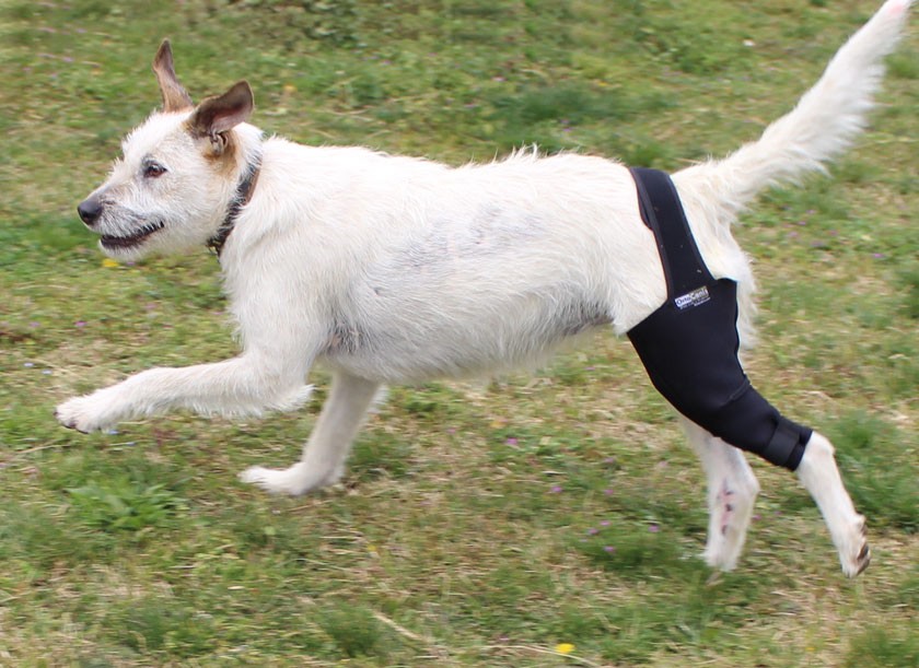 ¿Cómo recuperar fuerza en las patas traseras del perro?