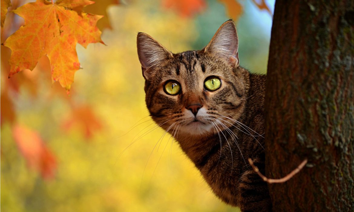 Consejos sobre como bajar al gato de un árbol