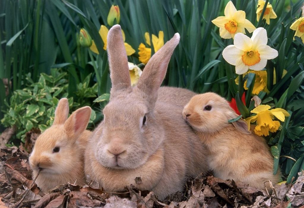 Consejos sobre la cría de conejos