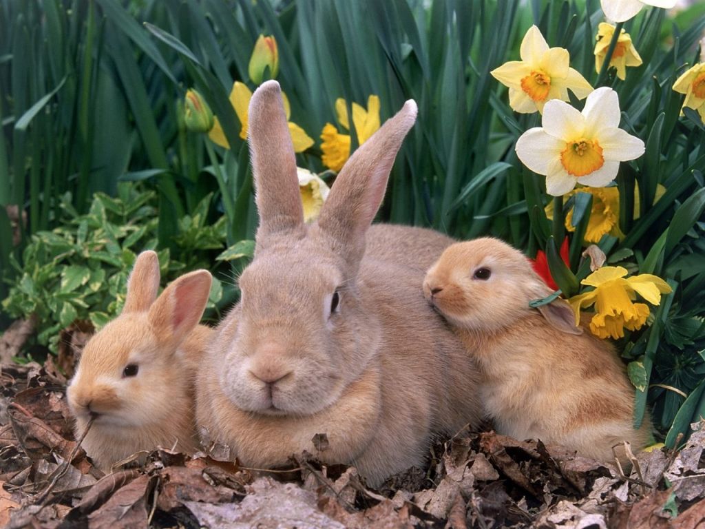Consejos sobre la cría de conejos - Infomascota