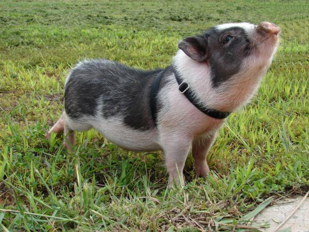 Los 10 apuntes básicos para tener un cerdo vietnamita como mascota en casa