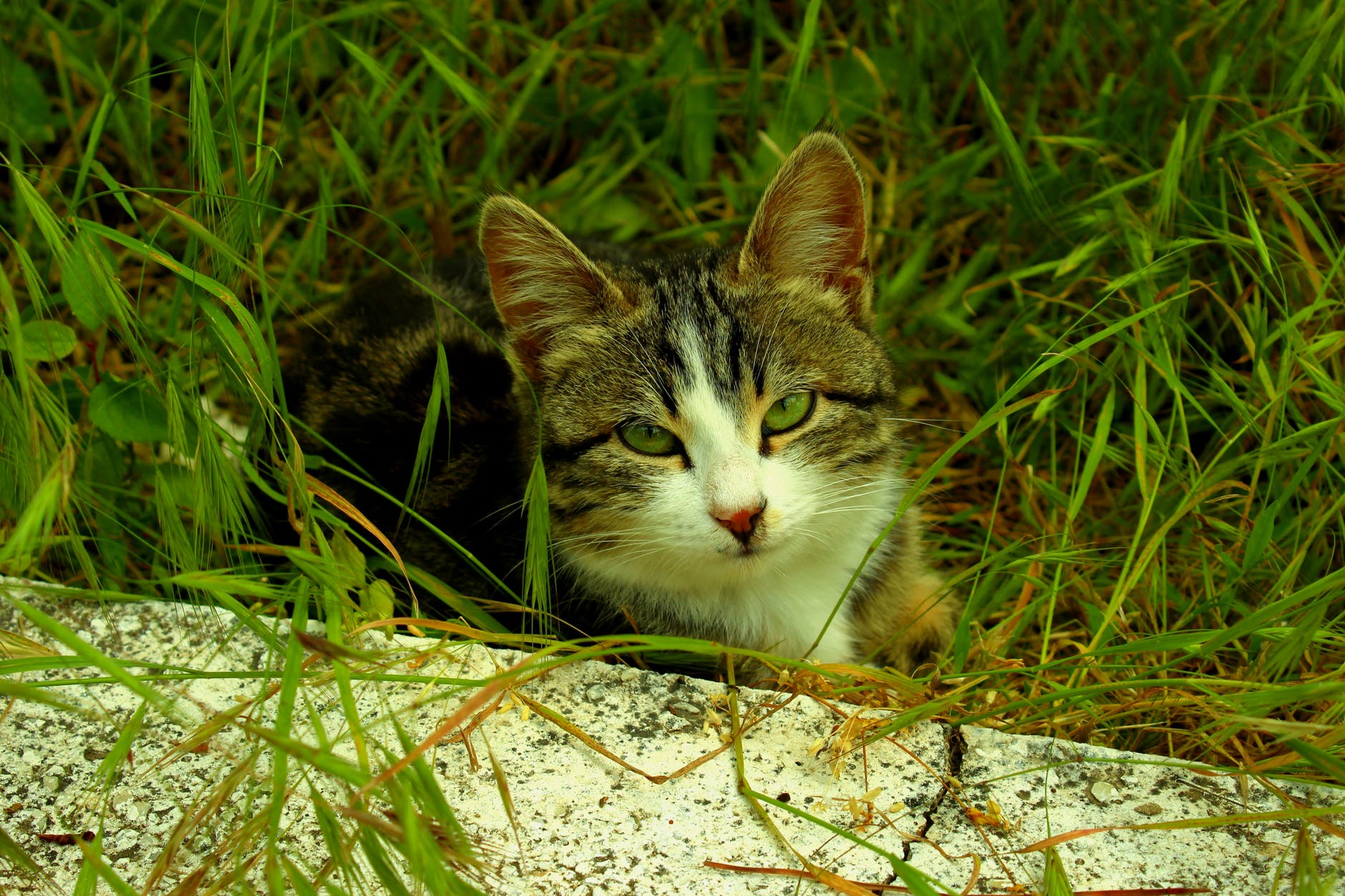 Gato en la hierba