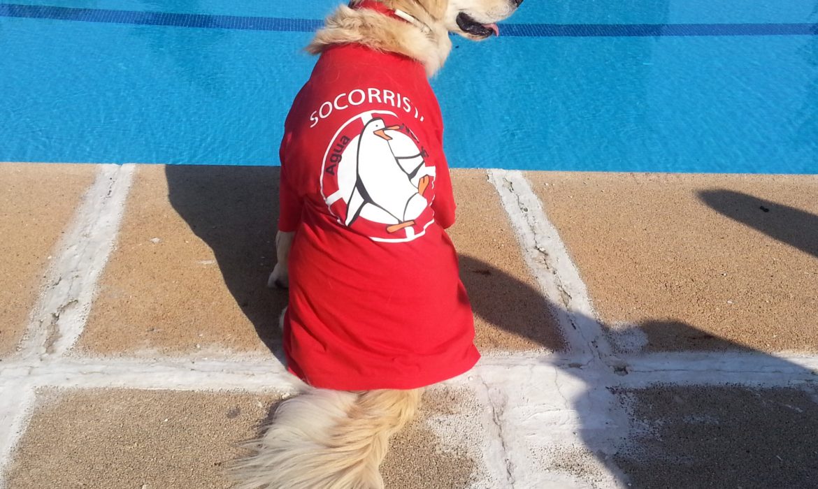 Salpicán, el evento acuático canino pionero en España, vuelve a El Casar por segundo año consecutivo