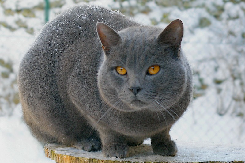 El Chartreux, el gato de los monjes cartujos