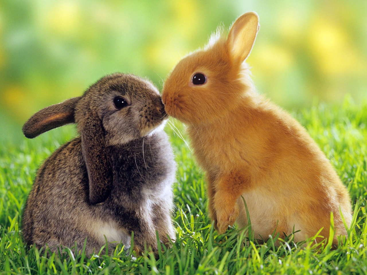 Convivencia entre conejos - Infomascota