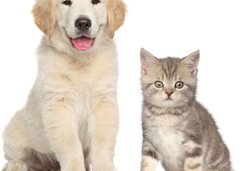Cachorro perro y gato