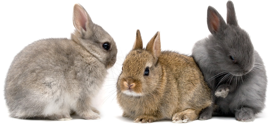 Preguntas y respuestas más usuales sobre conejos