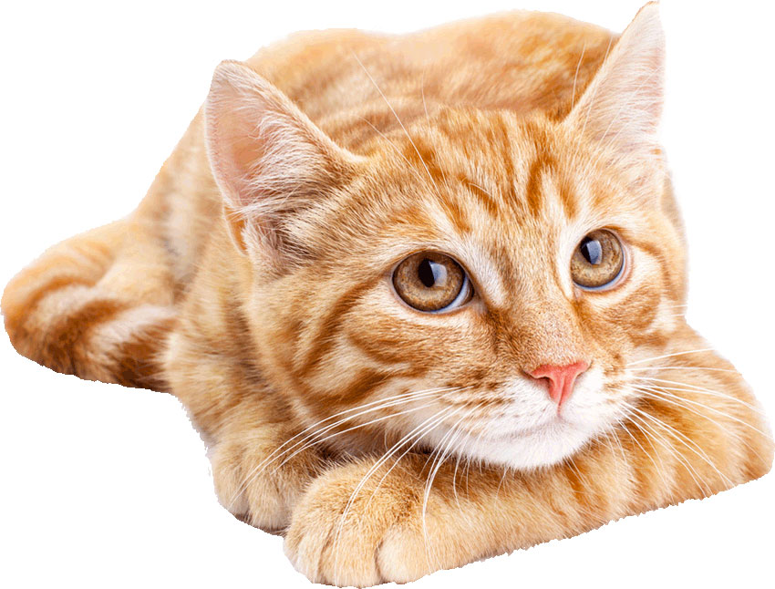Flutd – Enfermedad del tracto urinario inferior en gatos