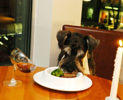 Perros educados también en la mesa