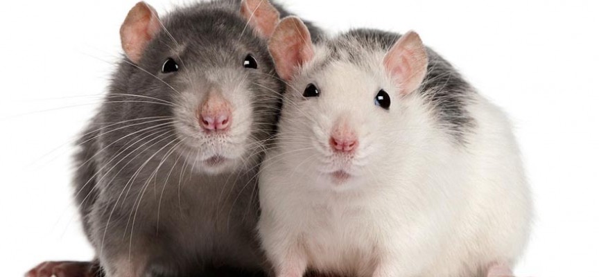La rata doméstica, una simpática e inteligente mascota