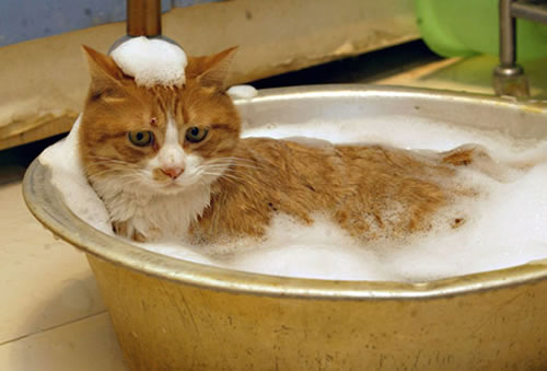 El baño en gatos, ¿cómo se baña a un gato?