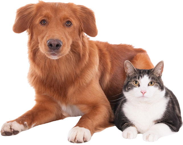 ¿Su perro o gato está delgado o le sobran unos kilos?