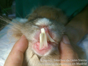 Conejos: Problemas dentales