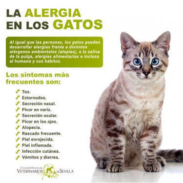 Alergia en gatos