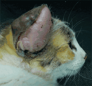 Que es un otohematoma o hematoma auricular en las mascotas