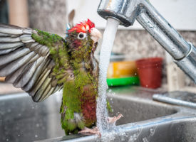 El baño en las aves