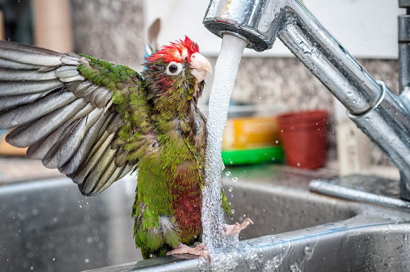 El baño en las aves
