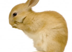 Conejos: Bolas de pelo y la necesidad de heno