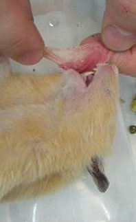 Abazones hamster