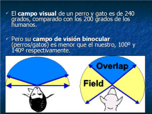 Campo visual