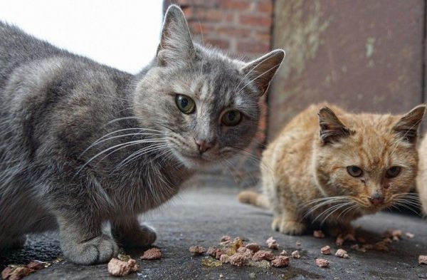 Ayuntamientos, los legítimos titulares de los microchip de los gatos ferales
