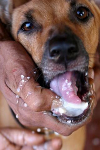 Envenenamiento de perros: ¿cómo actuar?