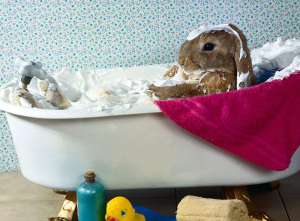 Una advertencia sobre los baños en conejos ¿son seguros?