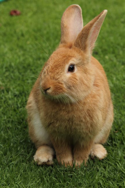 Conejos: Cómo entrenarle a orinar y defecar