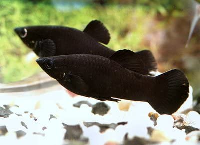 Peces de acuario: el Molly Negro
