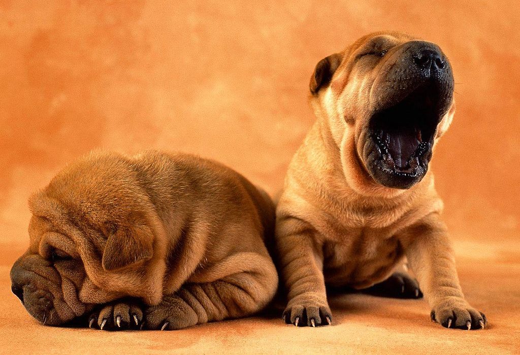 Los perros también sueñan, ¿lo sabíais?