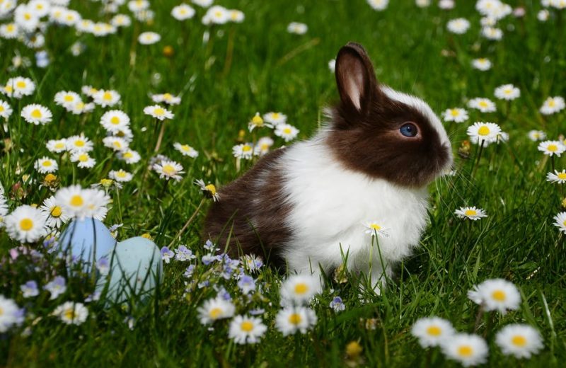 Conejos: Corregir comportamientos destructivos