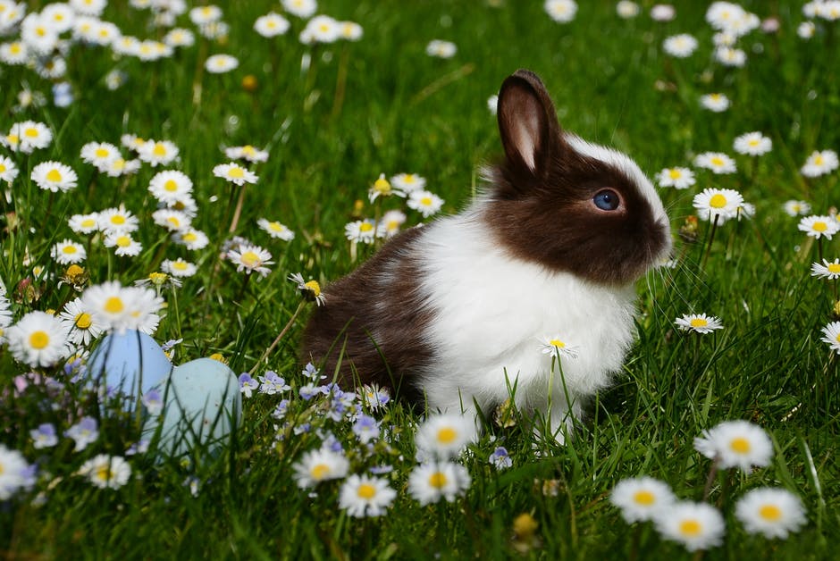 Conejos: Corregir comportamientos destructivos