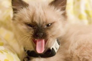 El secreto de la lengua del gato