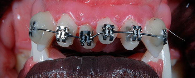 La Ortodoncia como parte de la Odontologia Veterinaria