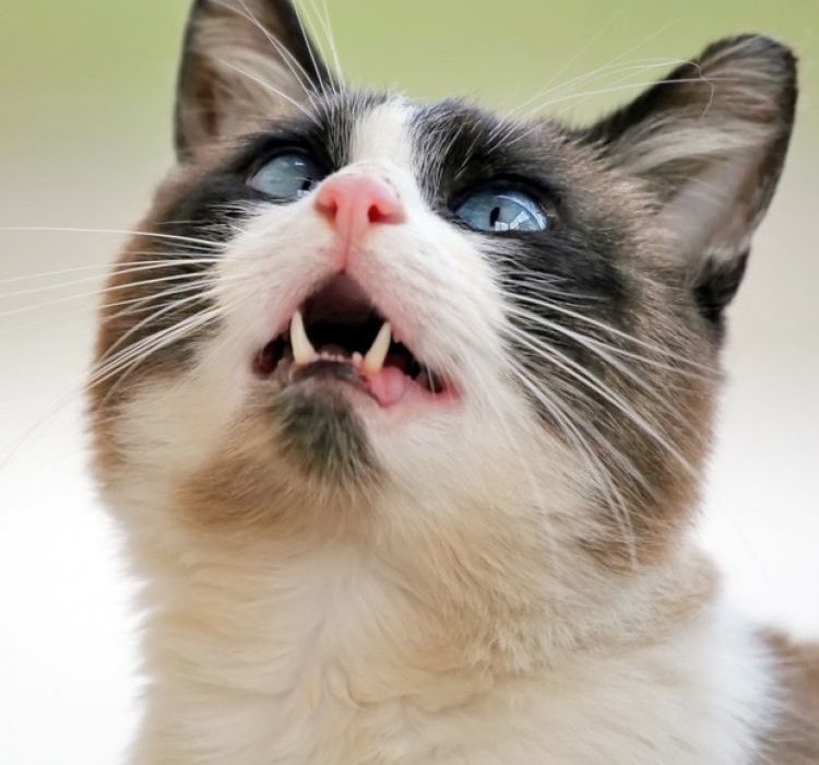 ¿Por qué los gatos castañean los dientes cuando ven un pájaro?