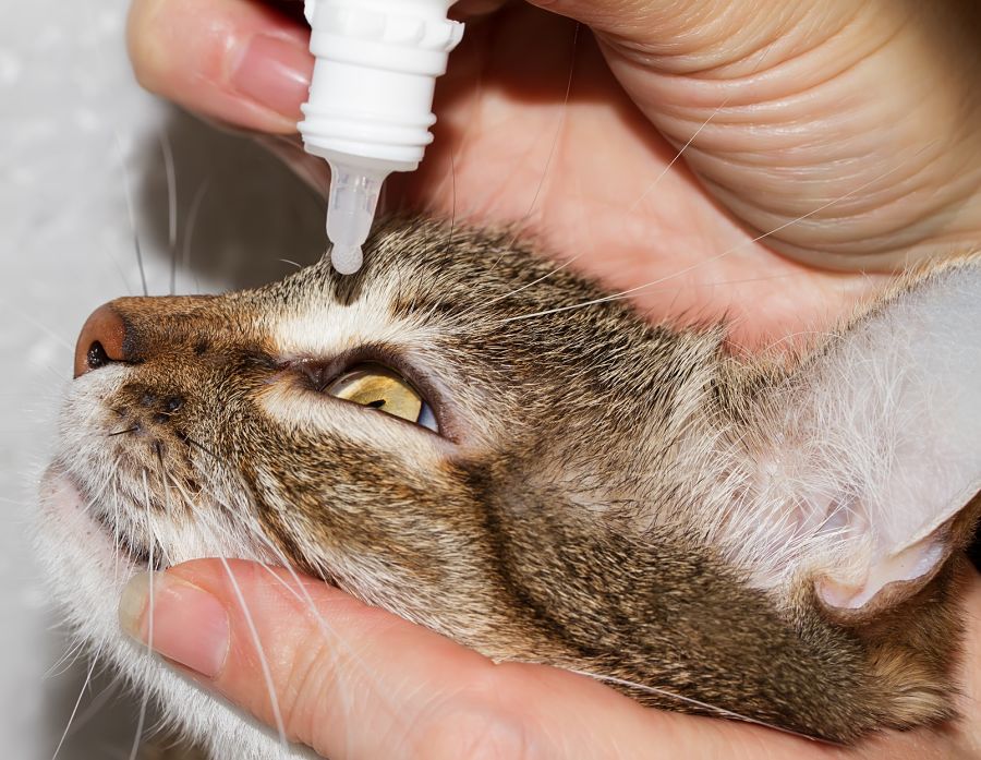 ¿Conjuntivitis felina? Echarle gotas de ojos al gato en seis pasos