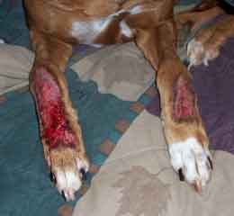 Comportamiento estereotipado en perros – Granuloma Acral