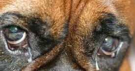 Oftalmologia Veterinaria y las Patologías oculares mas comunes en perros y gatos