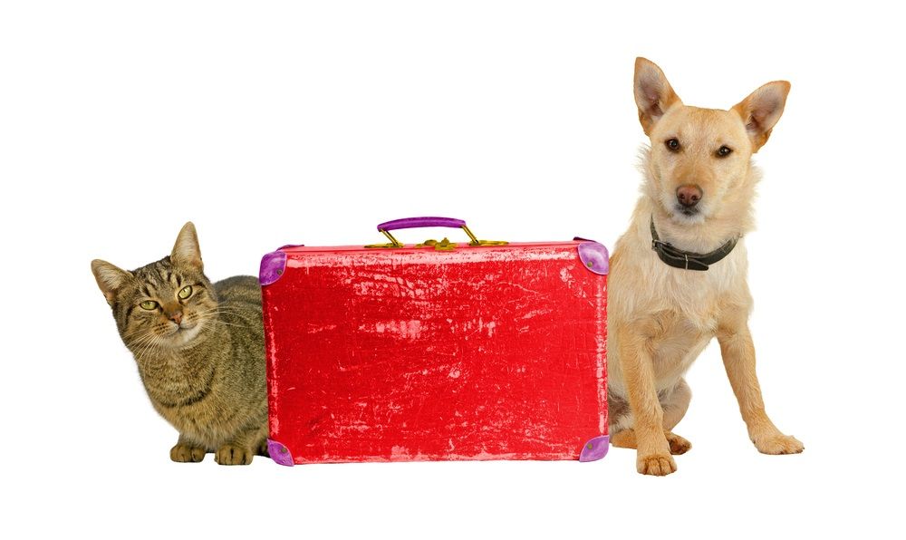 Guía para viajar con perros y gatos en Navidad