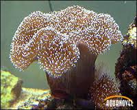 Introducción al mantenimiento de corales