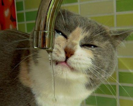 ¿Cómo lograr que mi gato beba más agua?