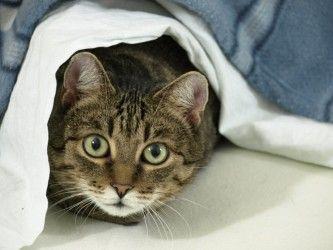Virus de inmunodeficiencia en gatos, defensas en la cuerda floja