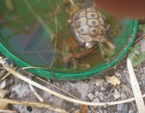 Necesidades de agua en las tortugas