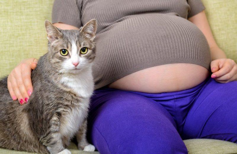 ¿Cuánto dura el embarazo de una gata?