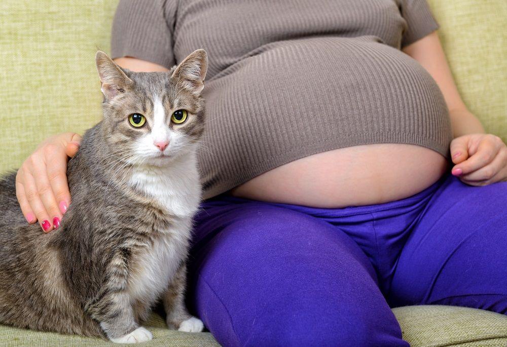 ¿Cuánto dura el embarazo de una gata?