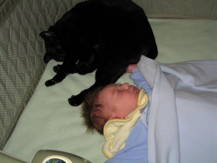 Preparar al gato para la llegada de un bebé en seis pasos